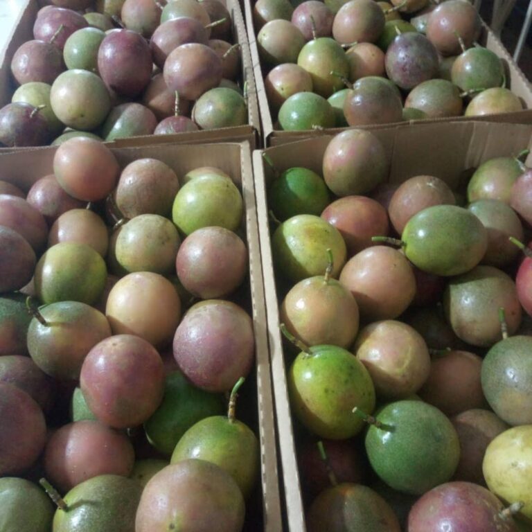 WhatsApp Image 2024-10-30 at 14.46.12