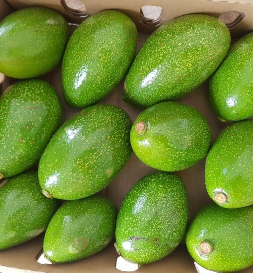 WhatsApp Image 2024-11-05 at 01.36.16